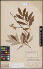 Foto von Salix caprea L. x Salix eleagnos Scop.